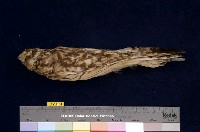 藏品(短耳鴞)的圖片